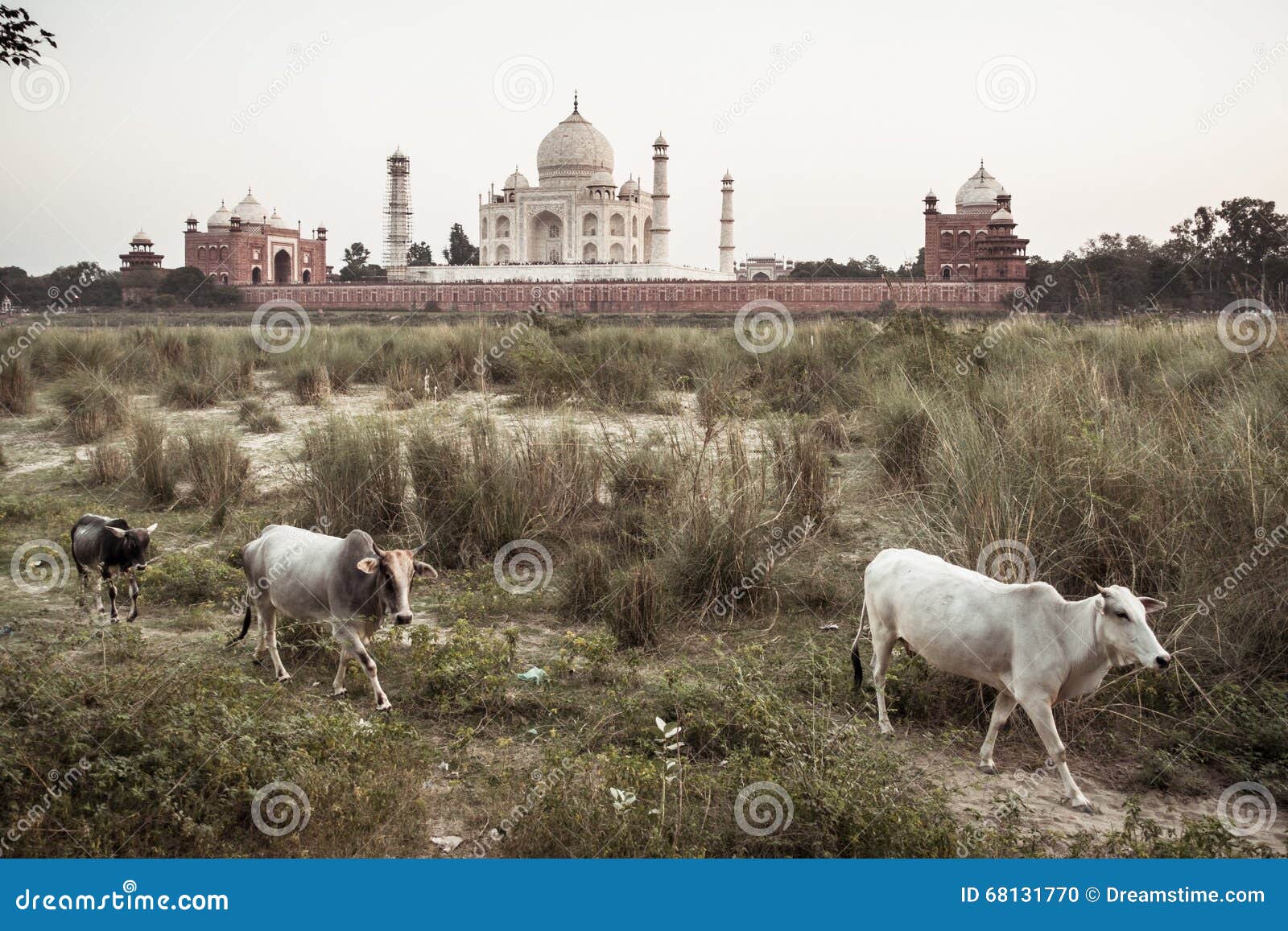 Funny Taj Mahal India Stock Photos - Free & Royalty-Free Stock Photos from Dreamstime Funny Taj Mahal India Stock Photos - Free & Royalty-Free Stock Photos from Dreamstime