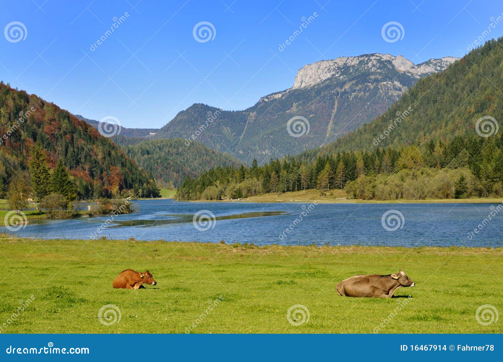 cows in tirol