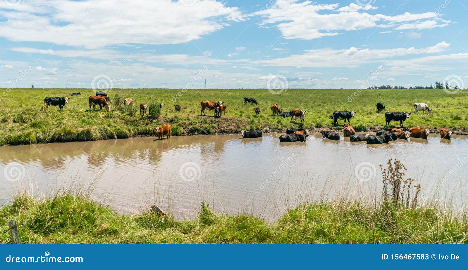 cows in uruguay