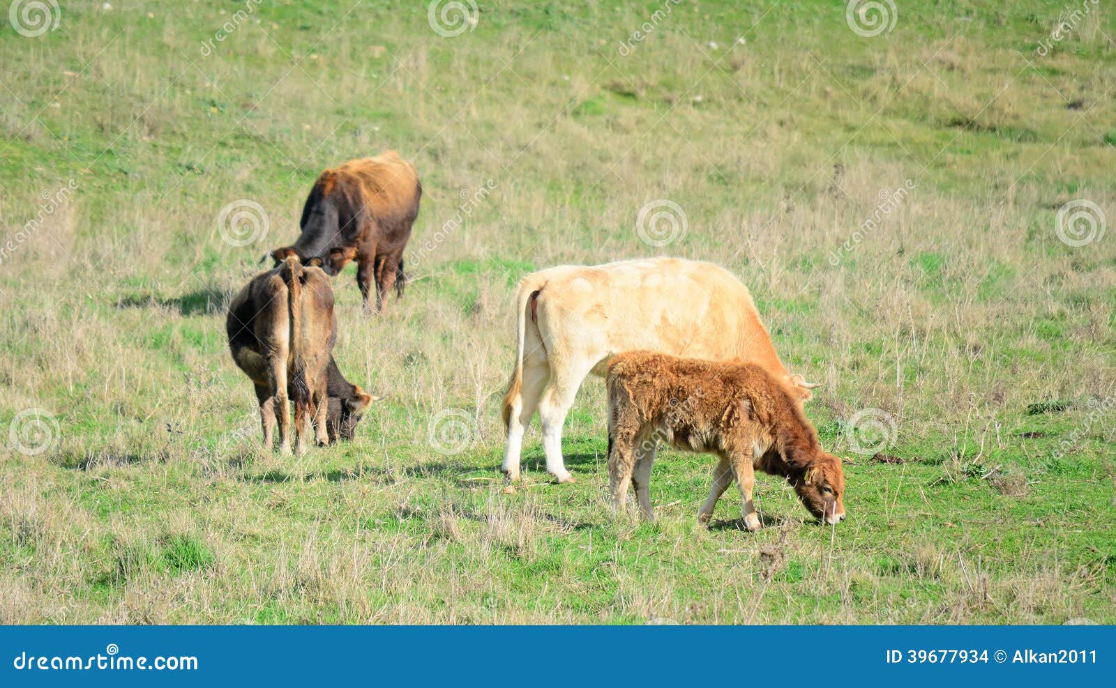 Cows and Veal in a Green Field Stock Photo Image of agriculture