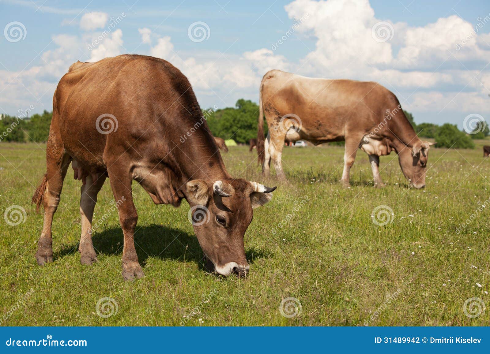 Cows Walk through a Meadow and Eat Grass Stock Photo Image of animal