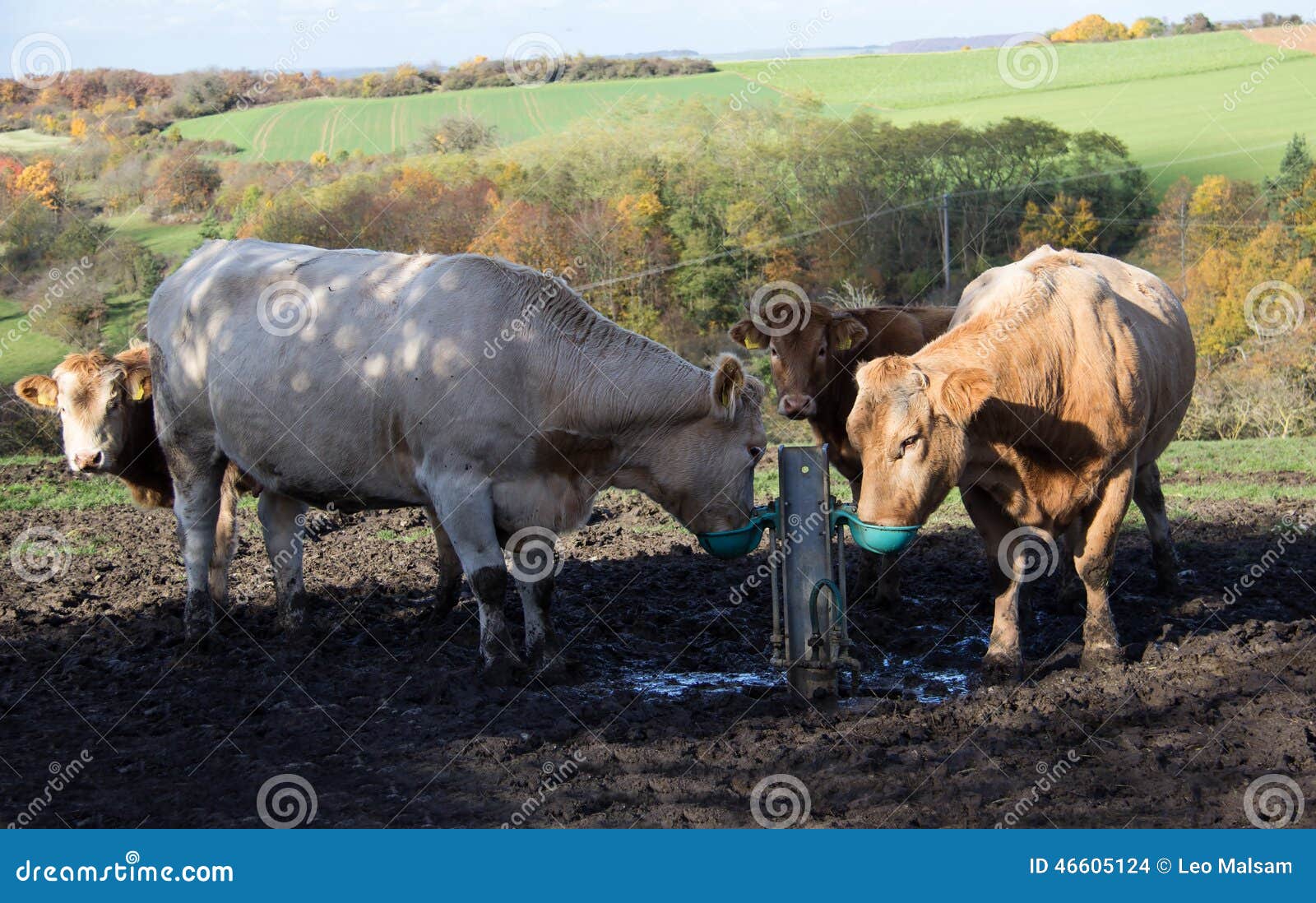Cows at the watering. stock photo. Image of country, countryside 46605124