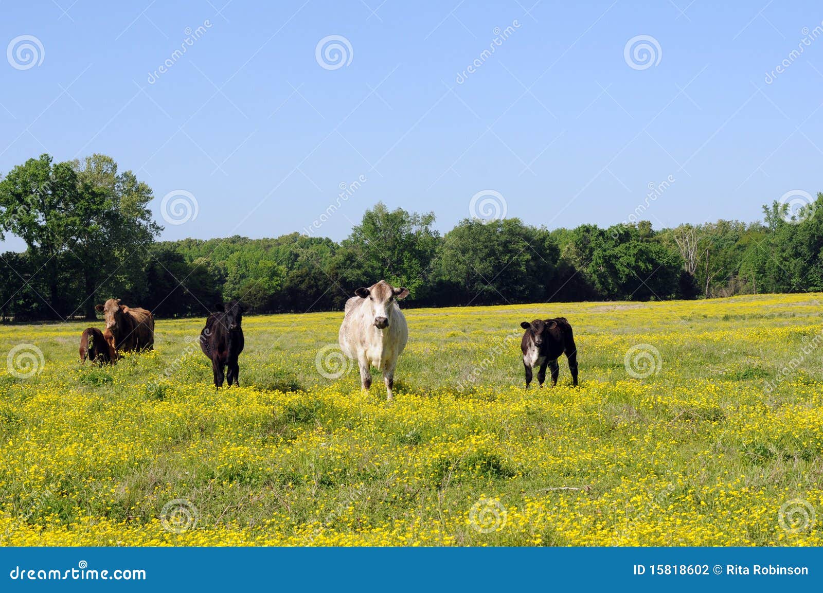 Cows in wildflowers stock photo. Image of domesticated 15818602