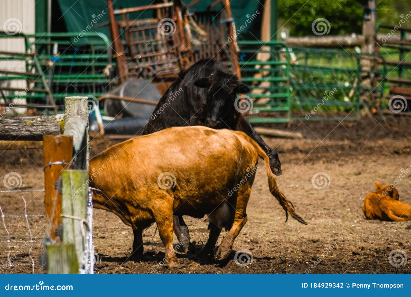 Cows will be cows stock photo. Image of rural, cows 184929342