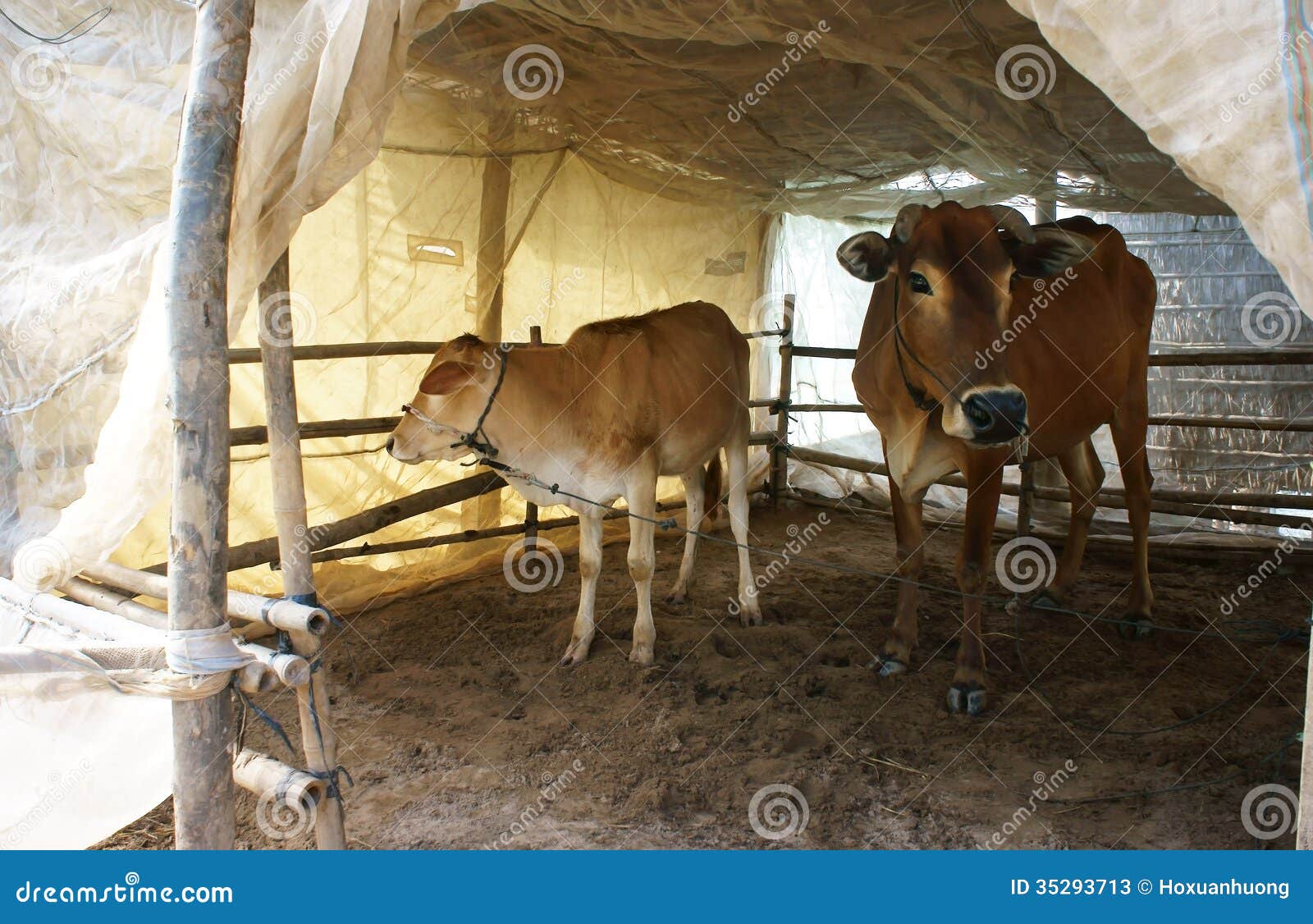 Cowshed with mosquito net stock image. Image of looking 
