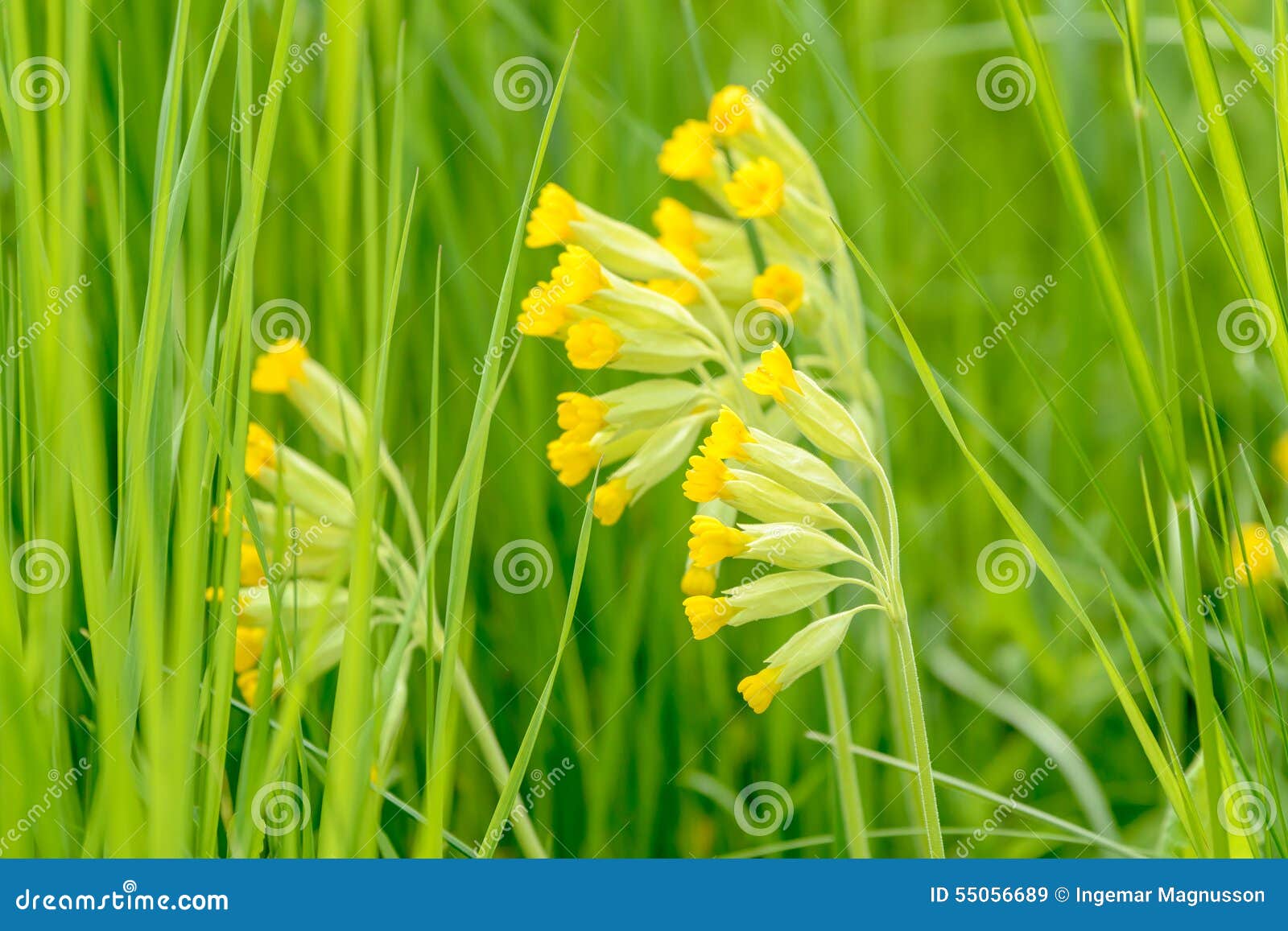 cowslip (primula veris)