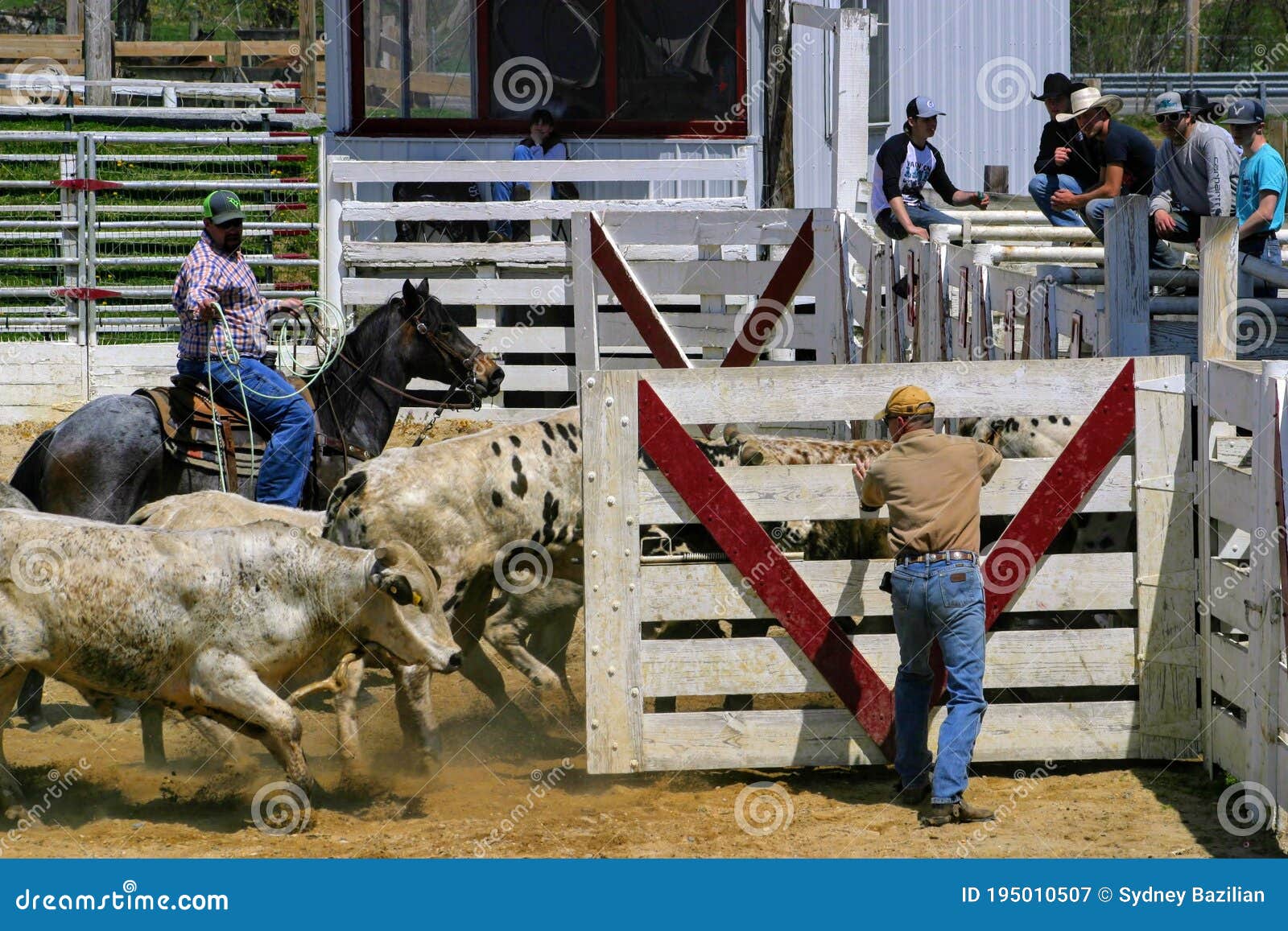 Cowtown Rodeo Wrangling the Bulls into Fence - 2018 Editorial Photography -  Image of wood, planks: 195010507
