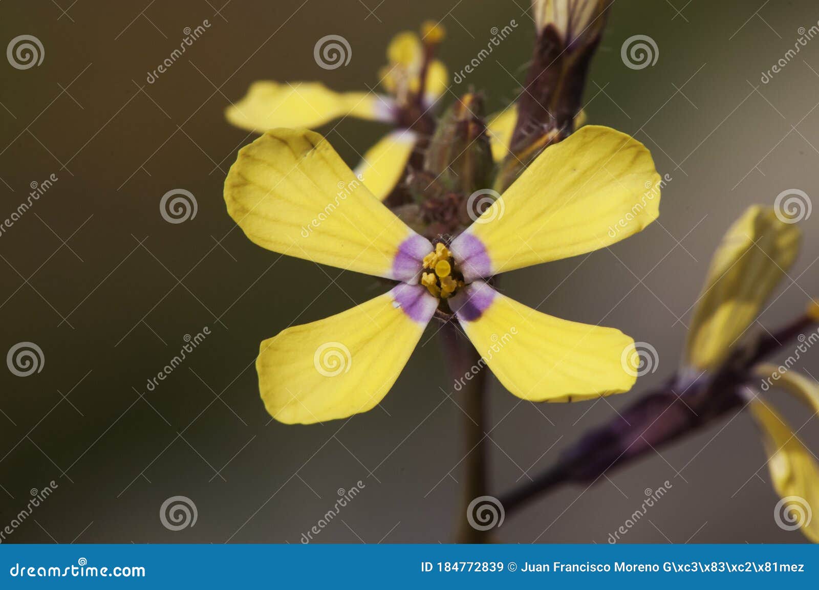 coyncia transtagana small and beautiful yellow flower with the pink center of the cruciferae family endemic to the southwest of