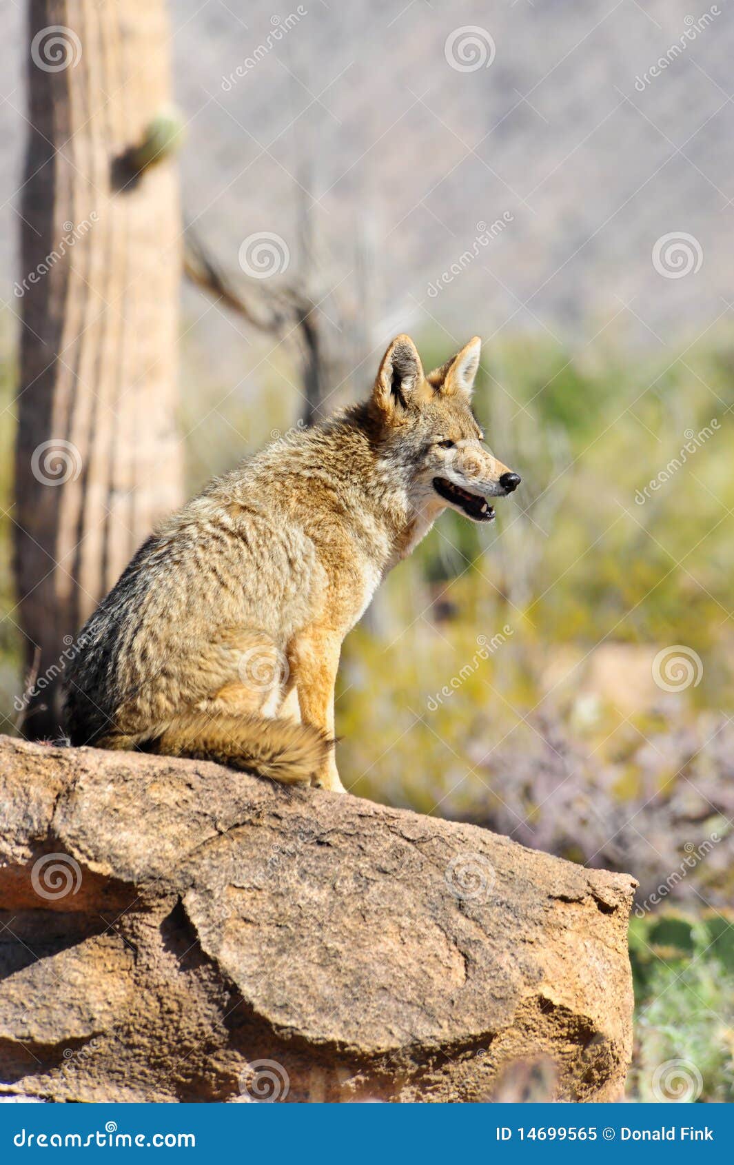 Un coyote che osserva il suo territorio da una roccia