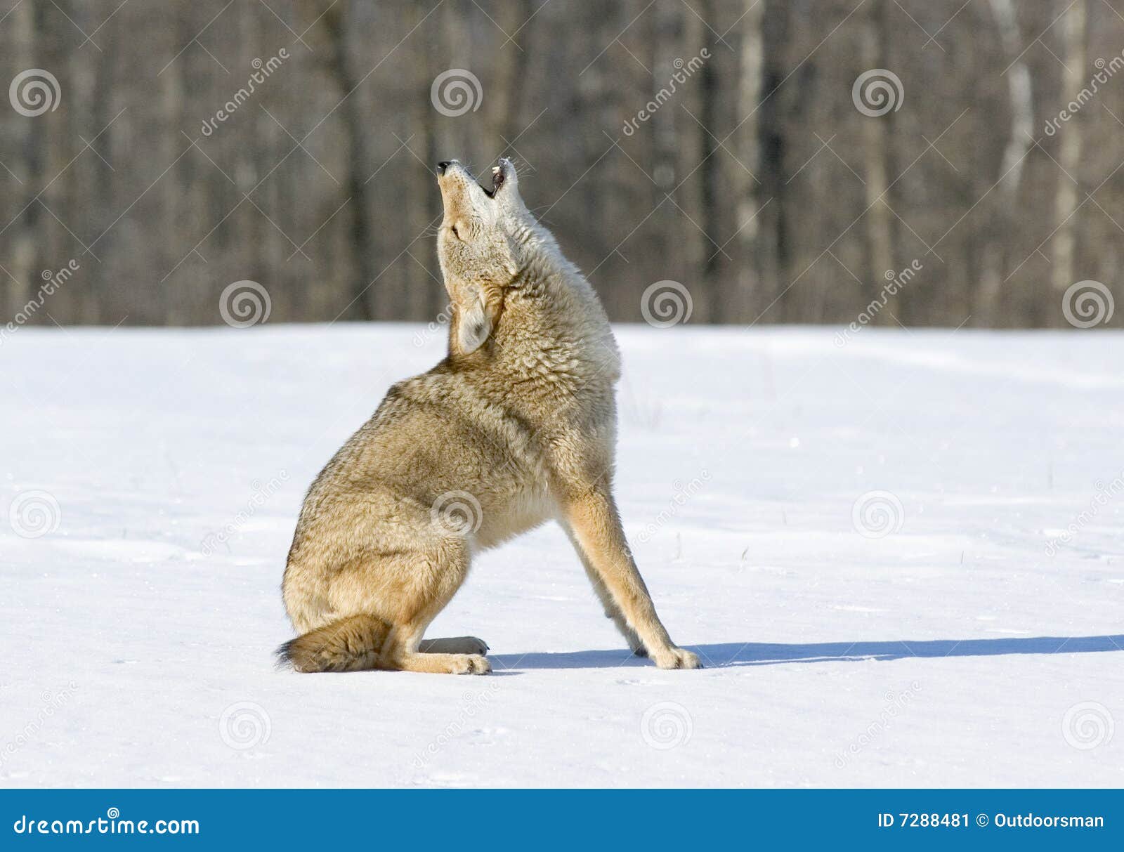 Coyote Howling At Sunset Triple D Ranch High-Res Stock Photo - Getty Images, image size:1600x1213