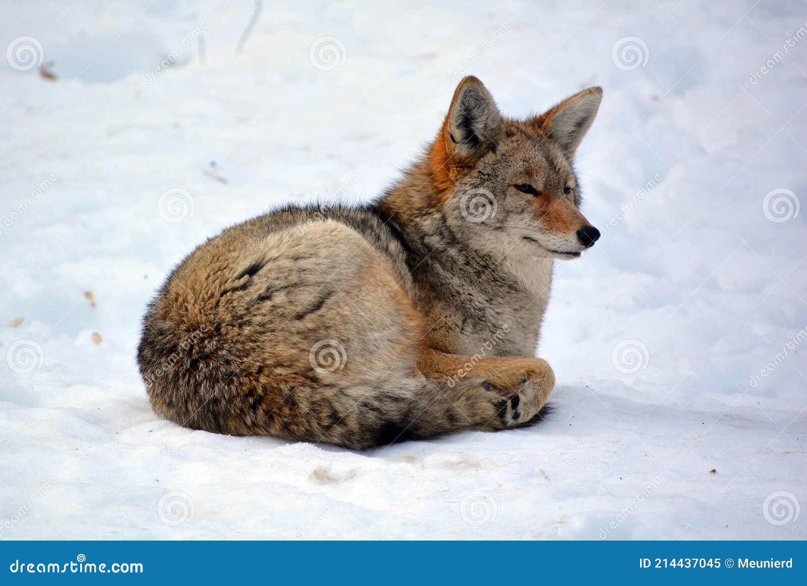 American Jackal by Francis Bandettini American Jackal by Francis Bandettini