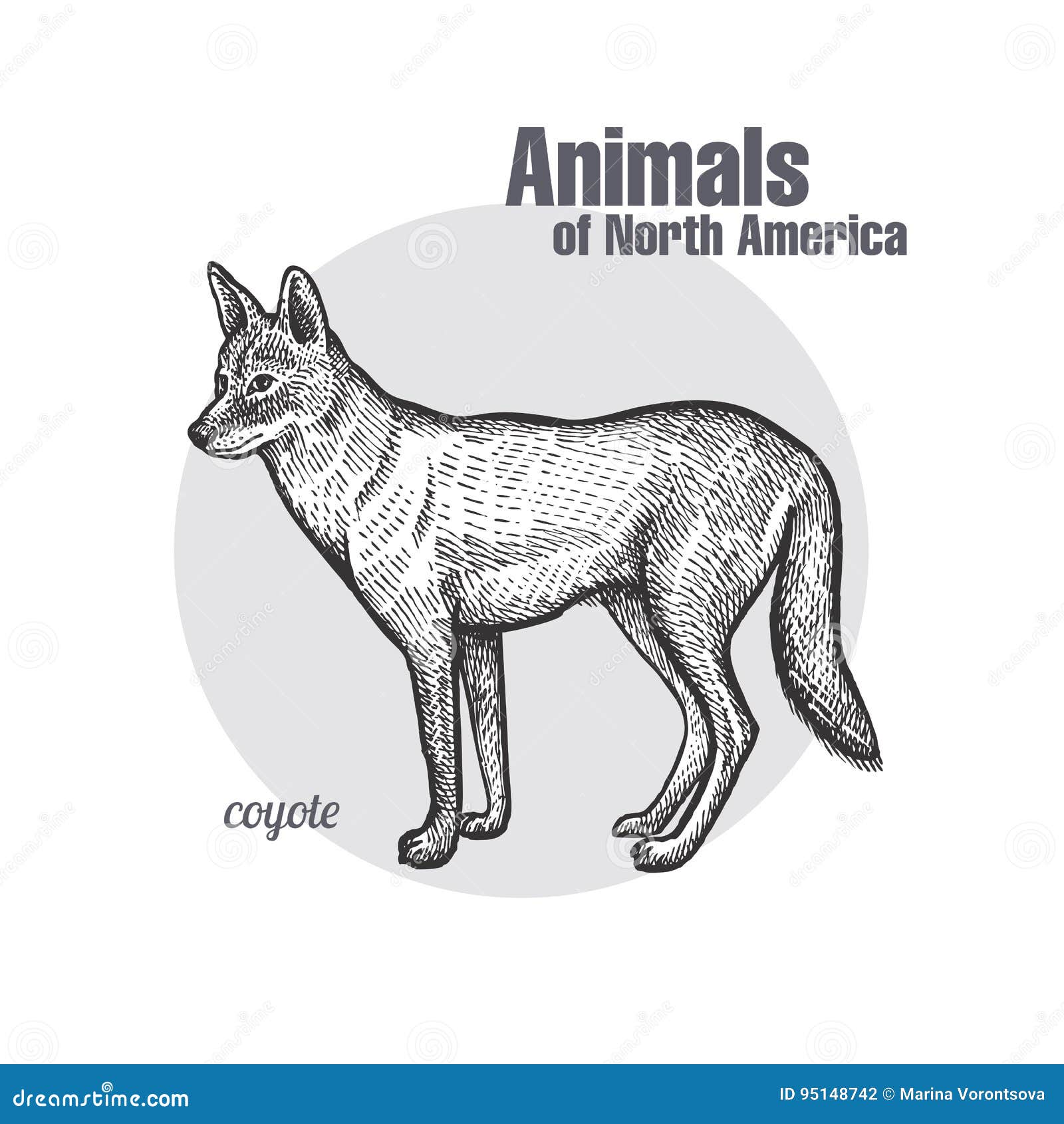 coyote animals of north america series stock vector illustration north america series