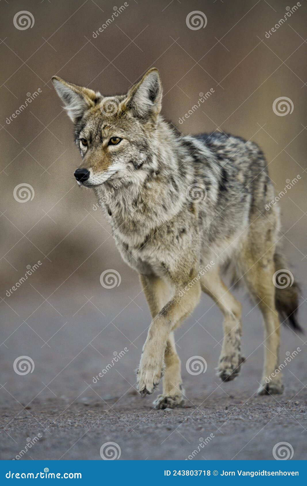coyote at bosque del apache nwr