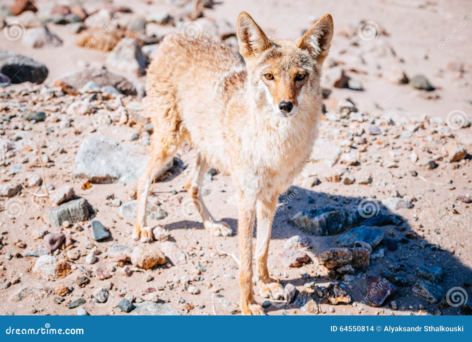 coyote (canis latrans) in death valley