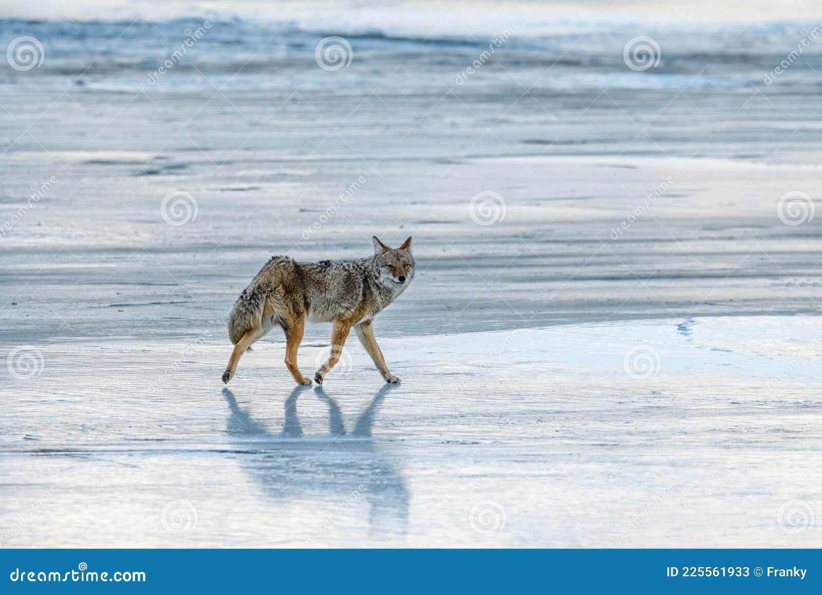 coyote canis latrans howling on the frozen snowy and icy riverbank during winter in jasper national park