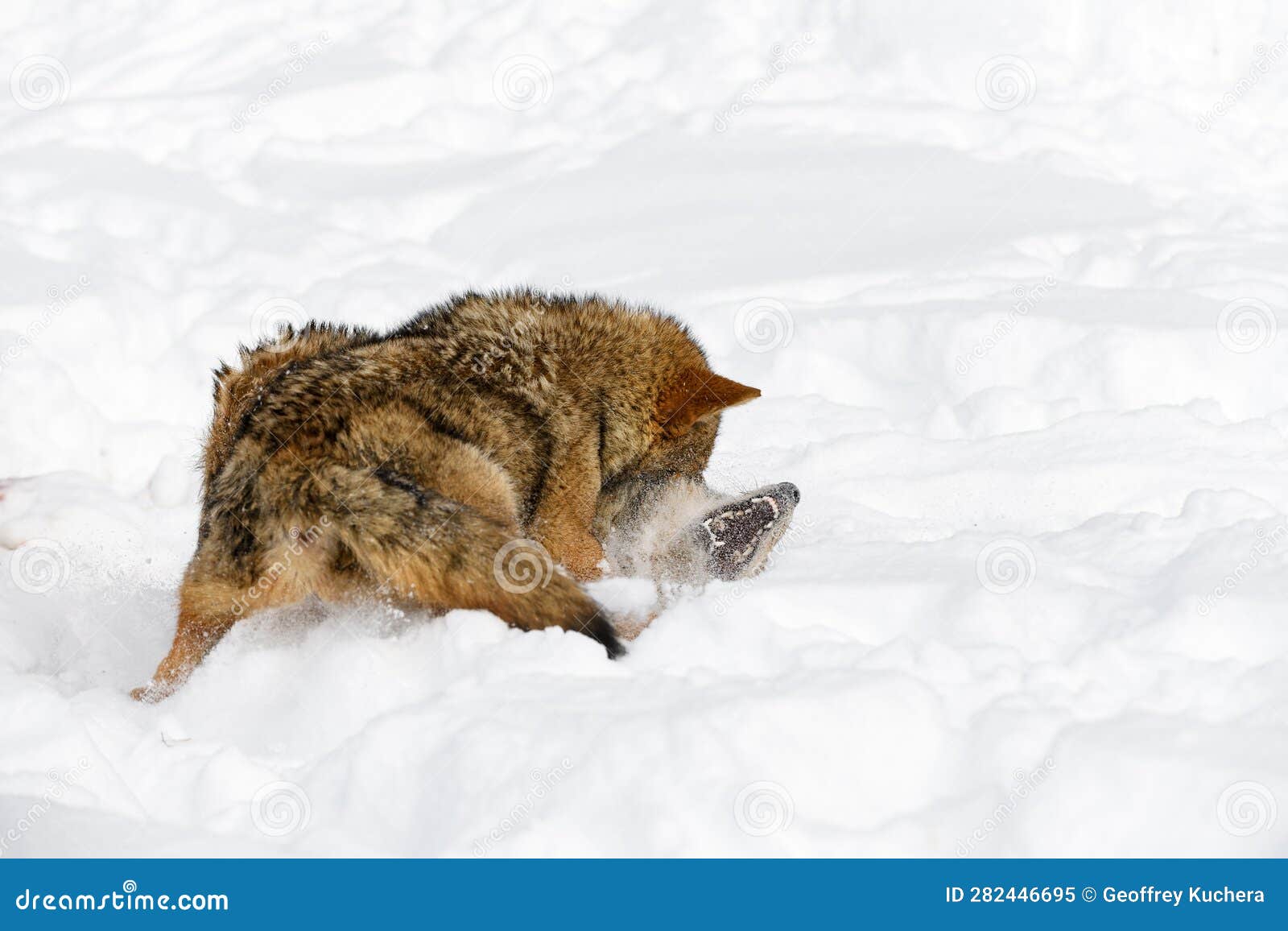 coyote (canis latrans) pins packmate in snow teeth showing winter