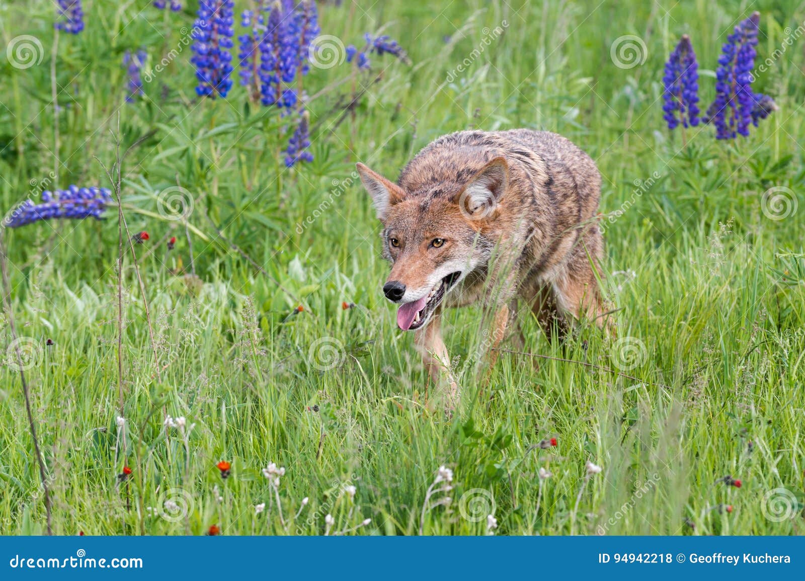 coyote canis latrans prowls through grass