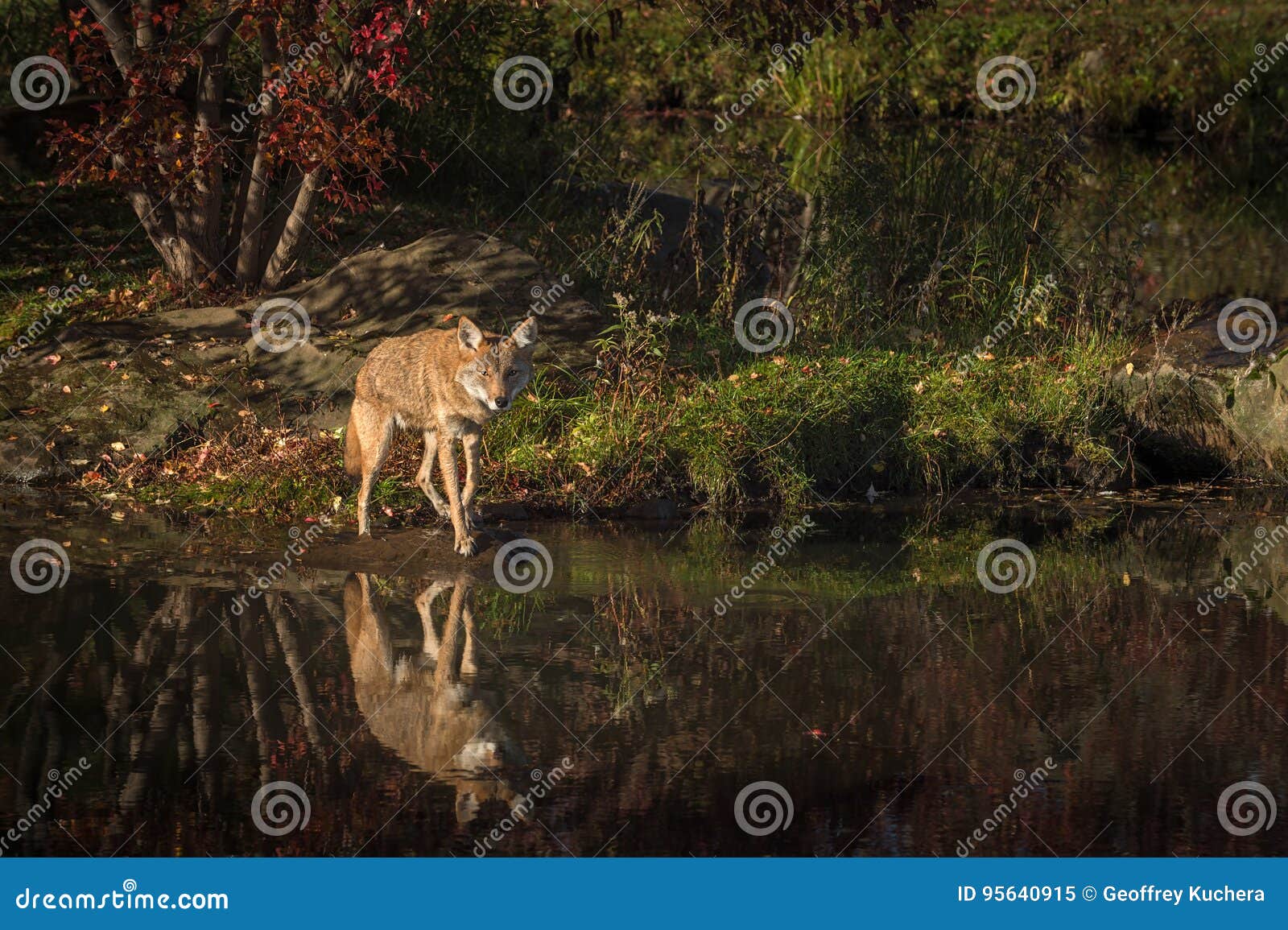 coyote canis latrans steps forward