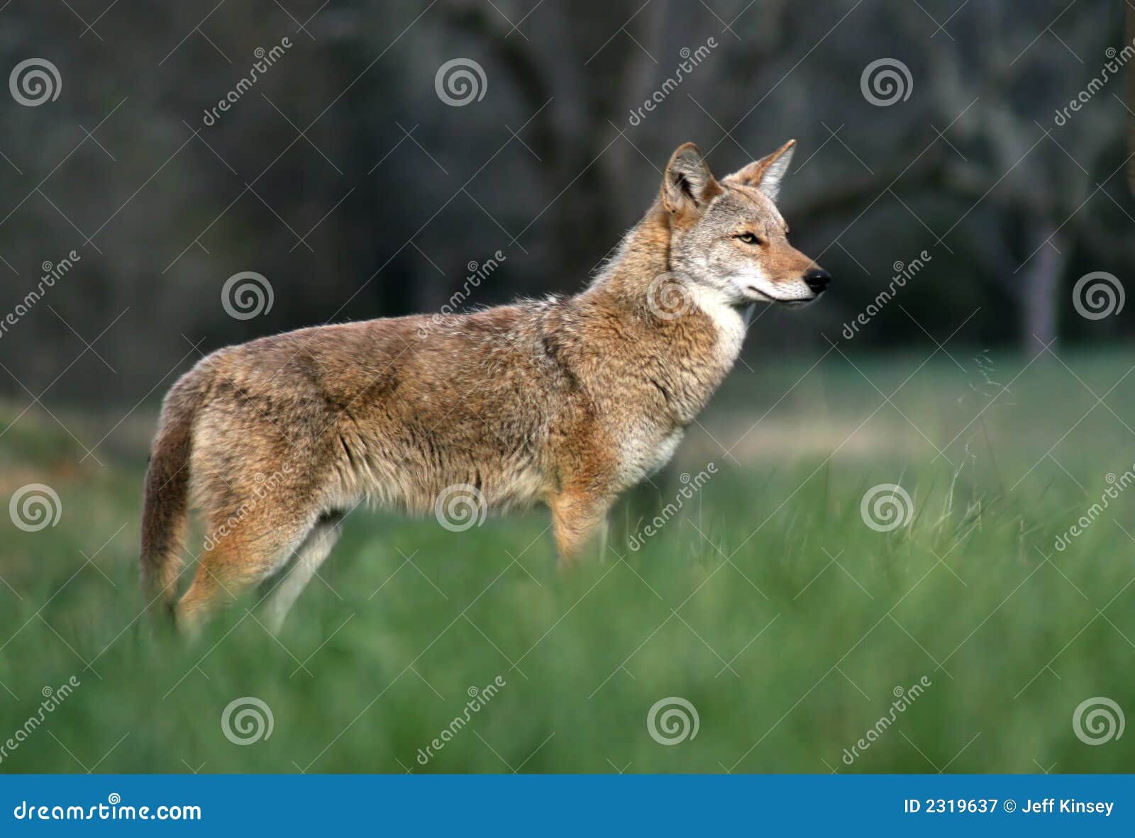 coyote in the cove