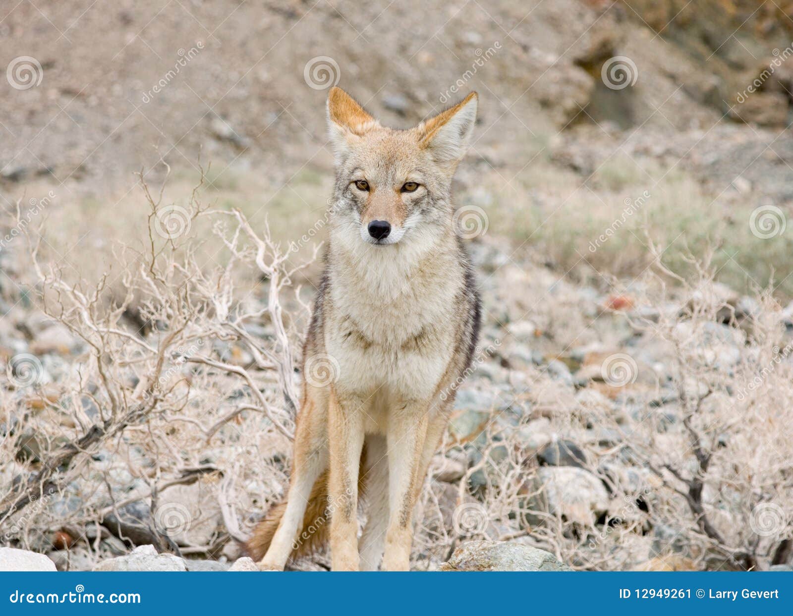Coyote In The Desert. Stock Image - Image: 12949261