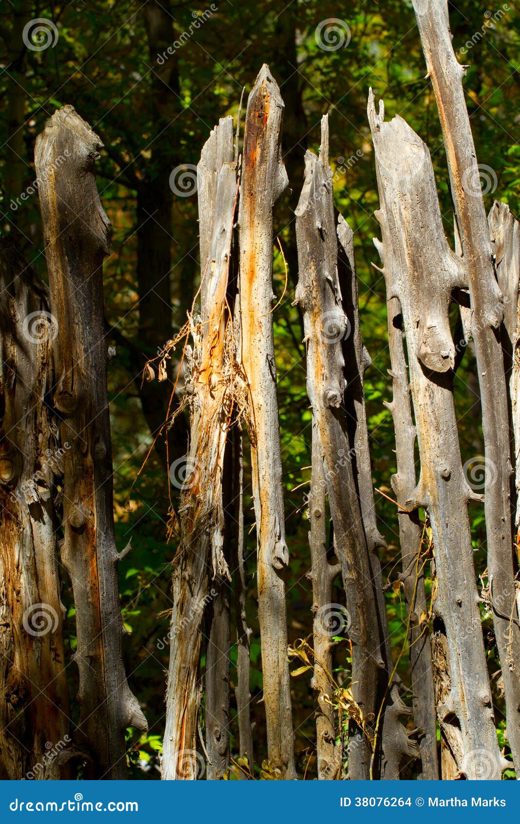 Coyote Fence stock photo. Image of gray, fence, coyote - 38076264
