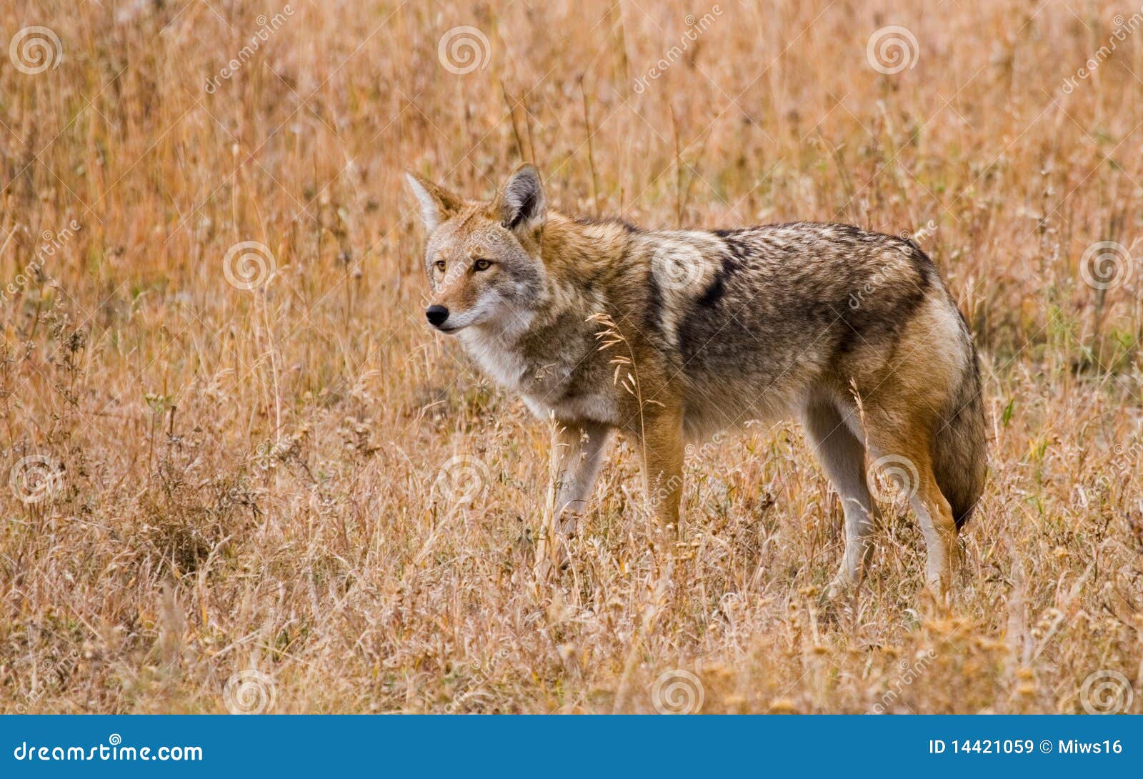 coyote in grass