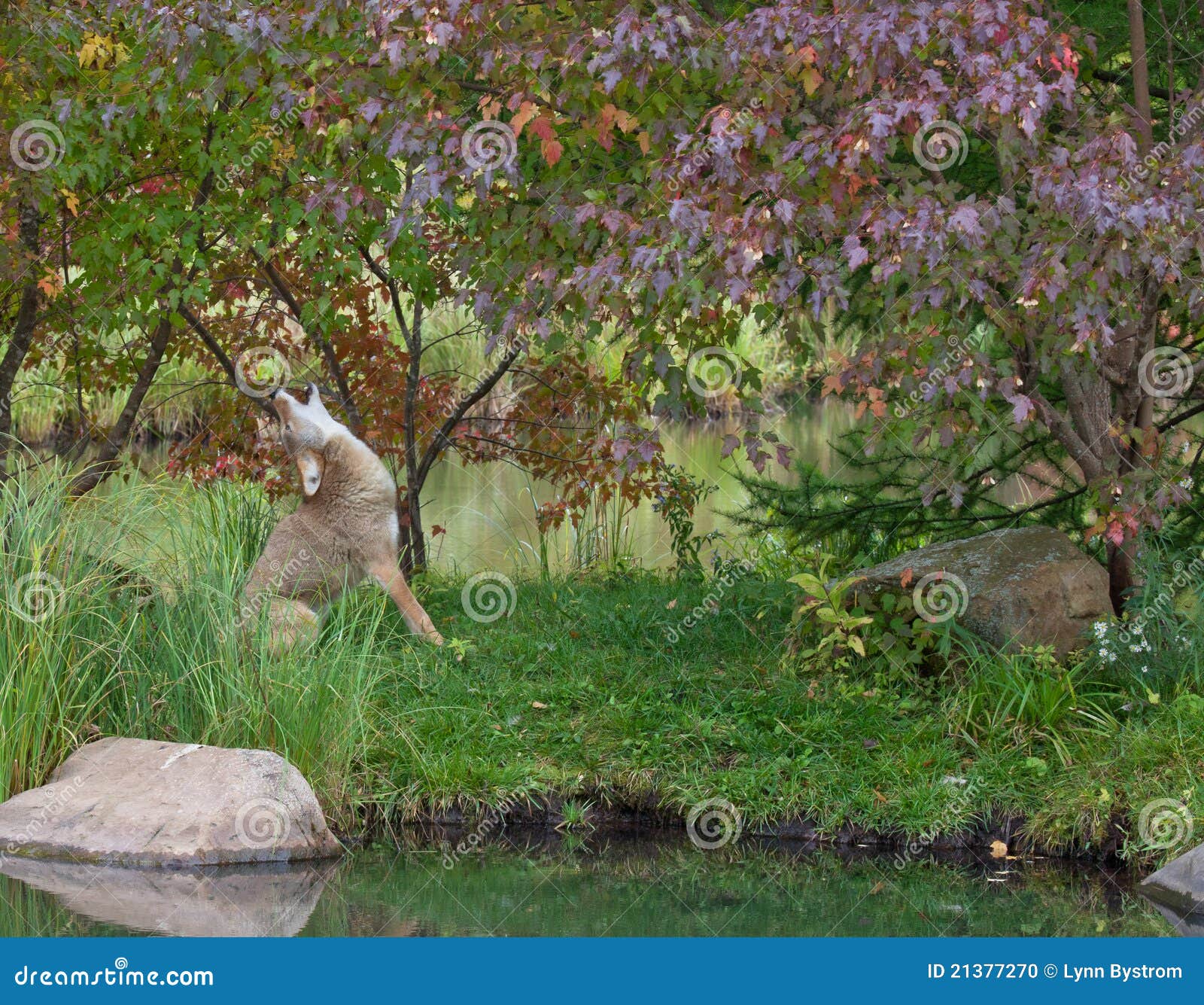 Coyote howling stock photo. Image of minnesota, trees - 21377270