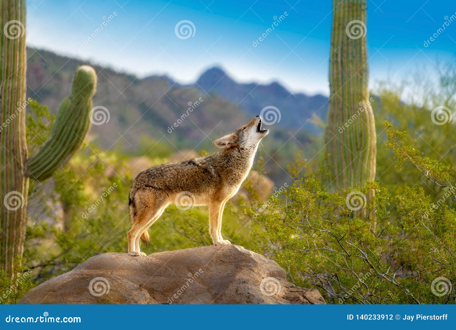 howling coyote standing on rock with saguaro cacti
