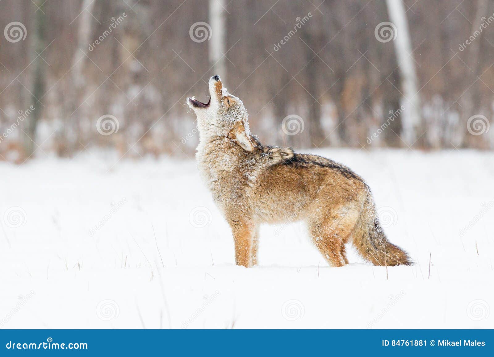 coyote howling at a new day