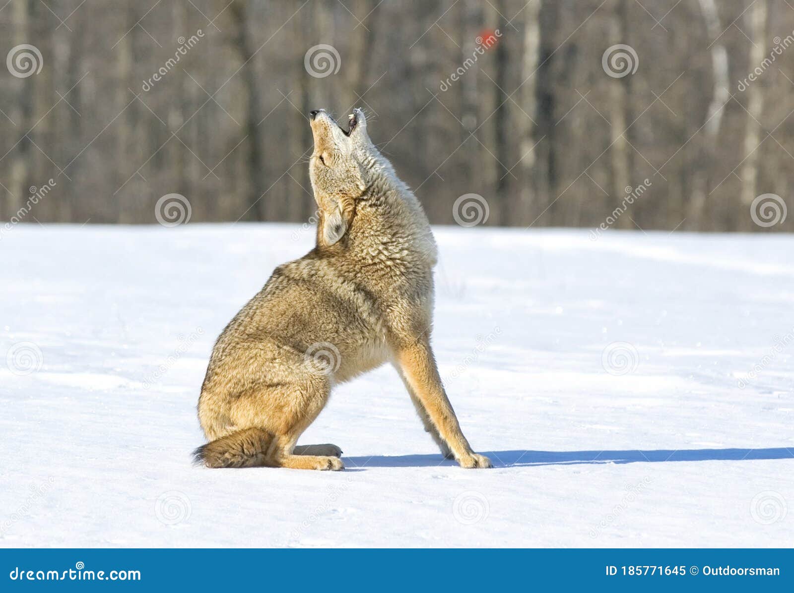 coyote howling  winter snow