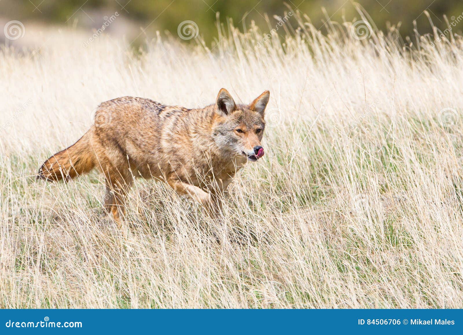 coyote hunting in oklahoma plains