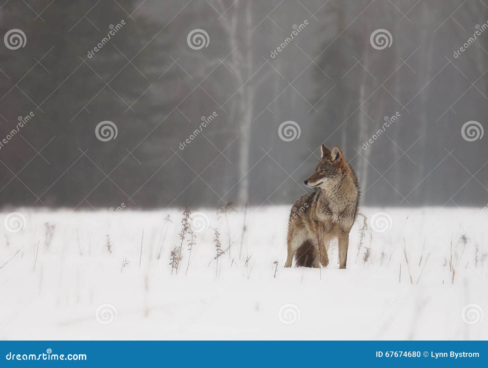 Coyote in a meadow of snow in springtime.