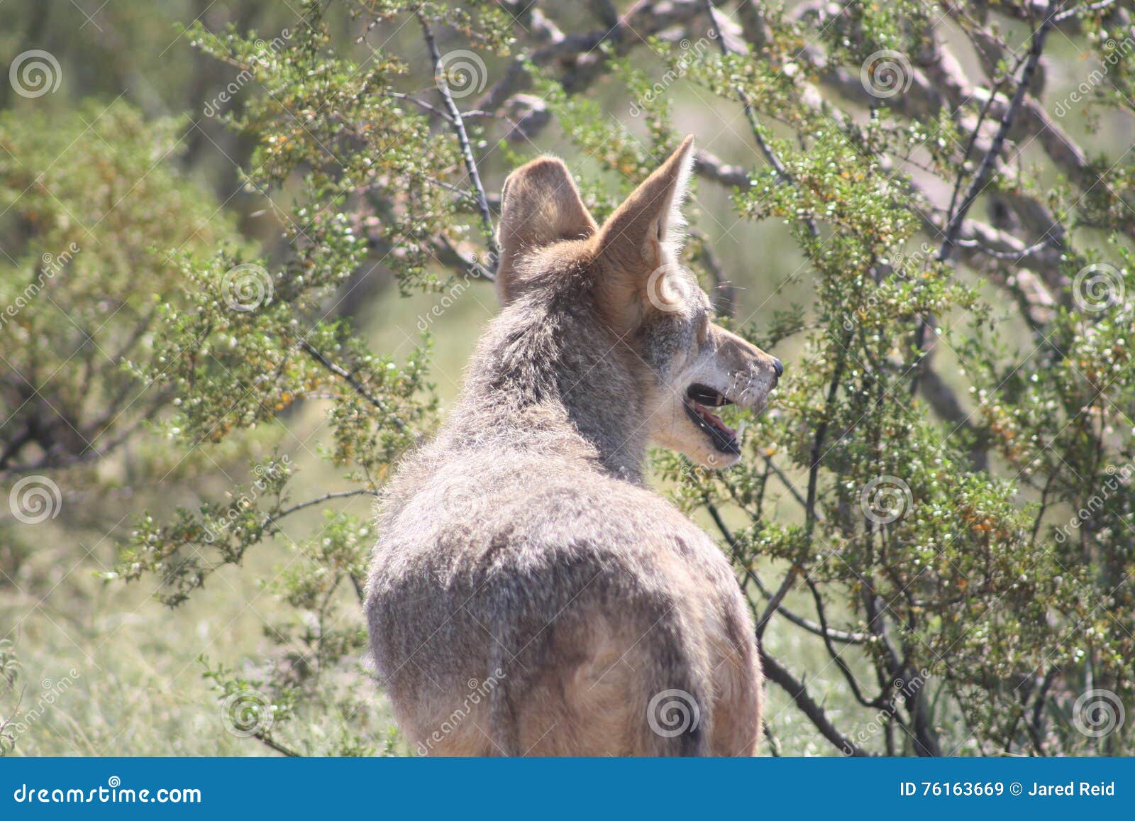 Coyotes in Arizona – Desert photos – Tjs Garden