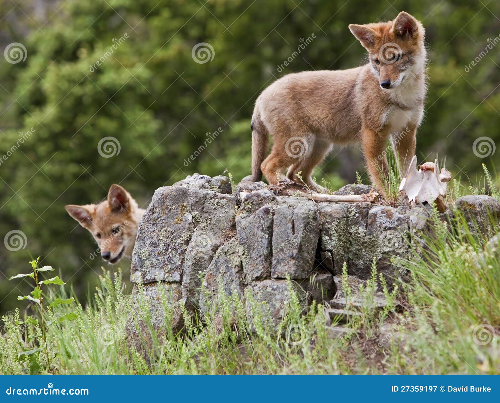 coyote pups baby rocks curious young pup