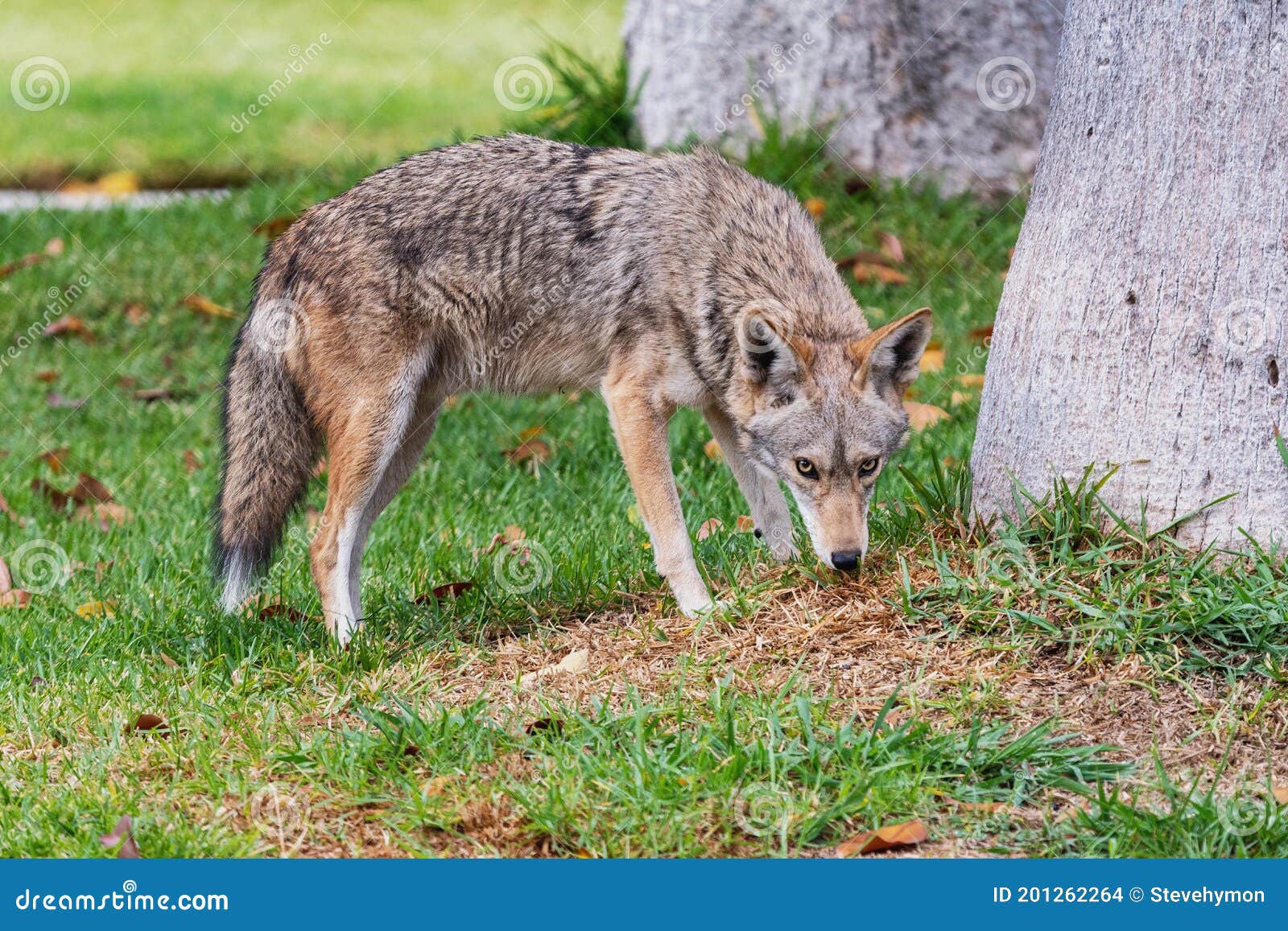 coyote on suburban lawn