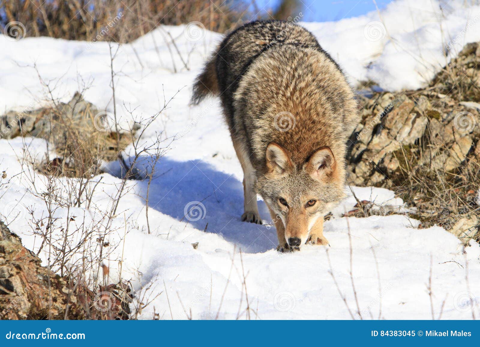 Coyote on scent trail stock image. Image of animal, mountains 84383045