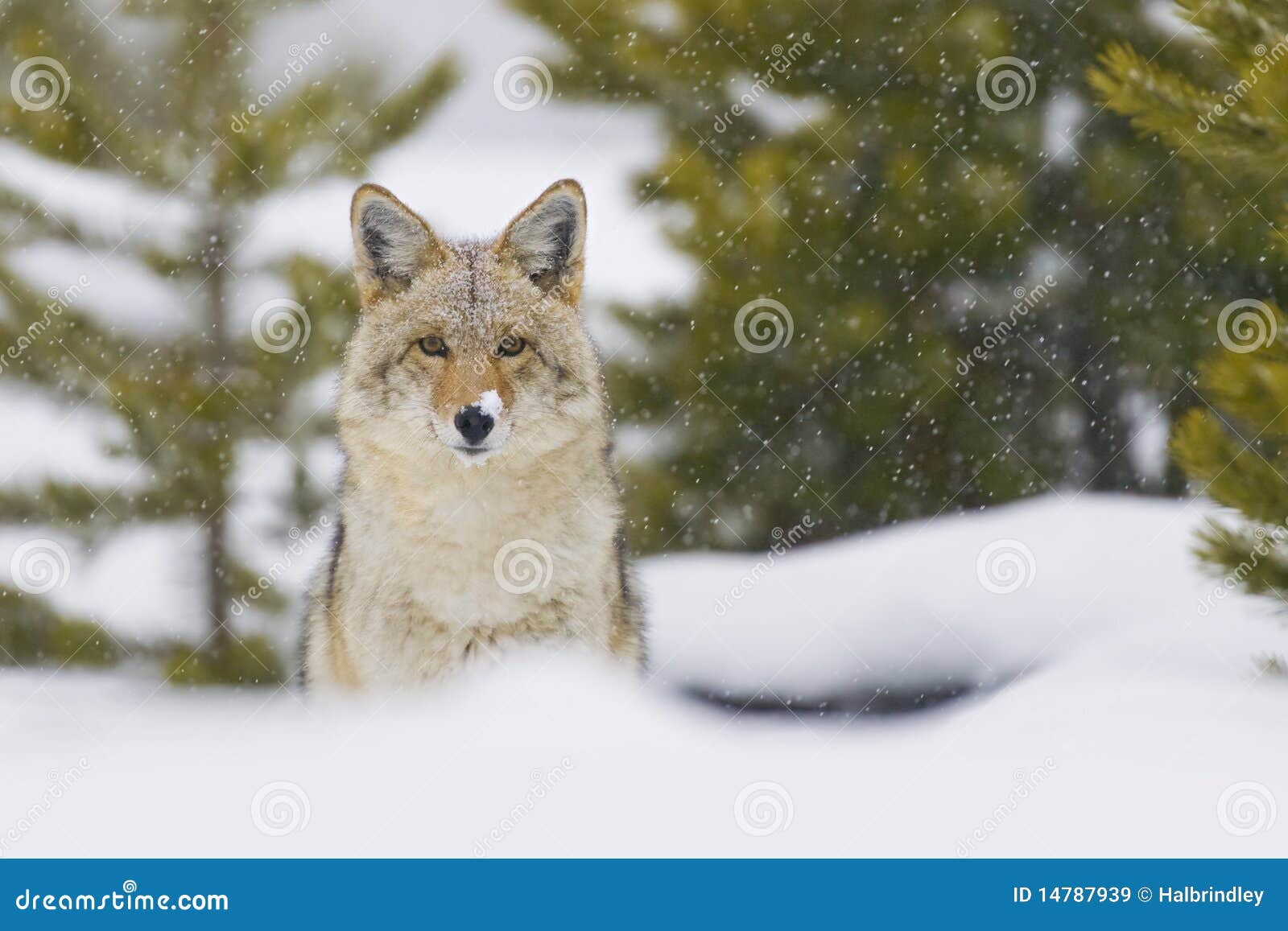 coyote in snow storm. yellowstone, wyoming