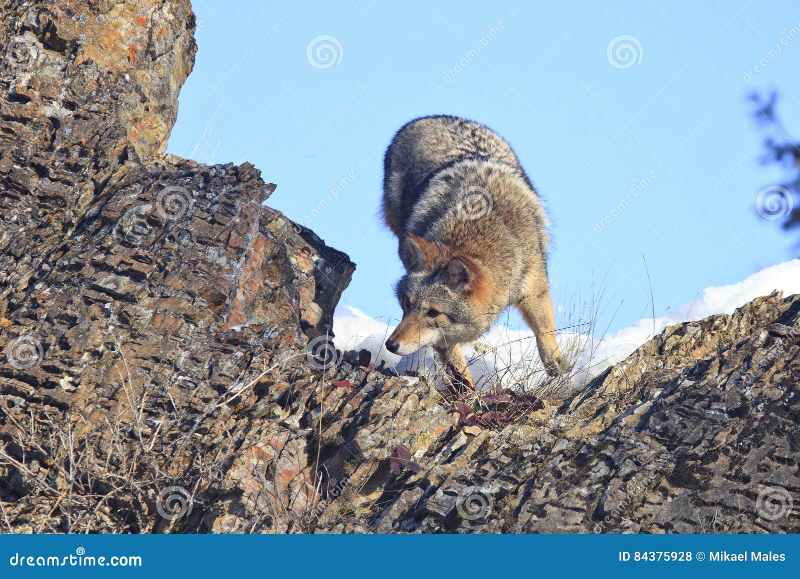 Coyote spots prey stock photo. Image of hunting, lookout 84375928