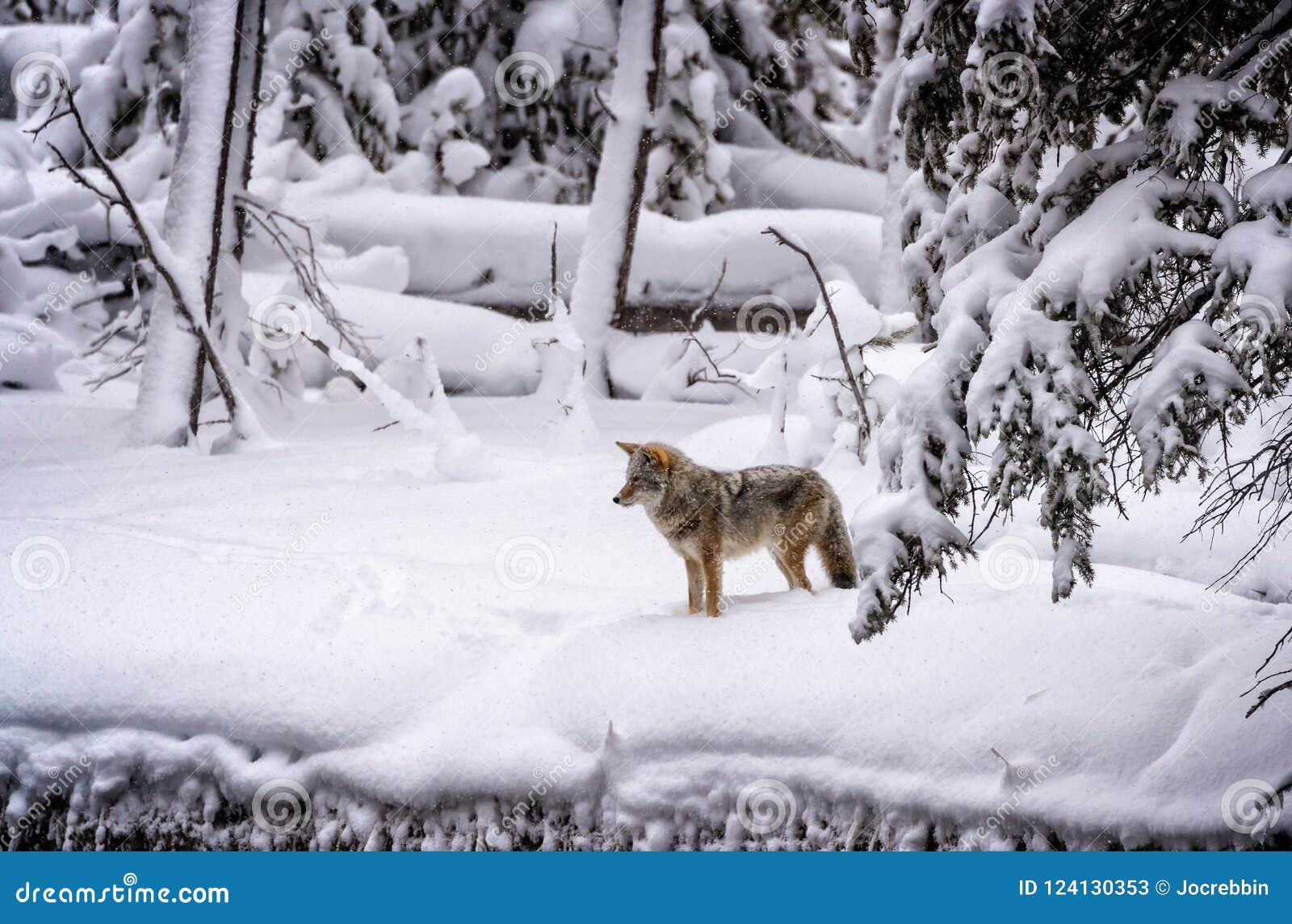 coyote stops and focuses on possible prey in yellowstone..psd
