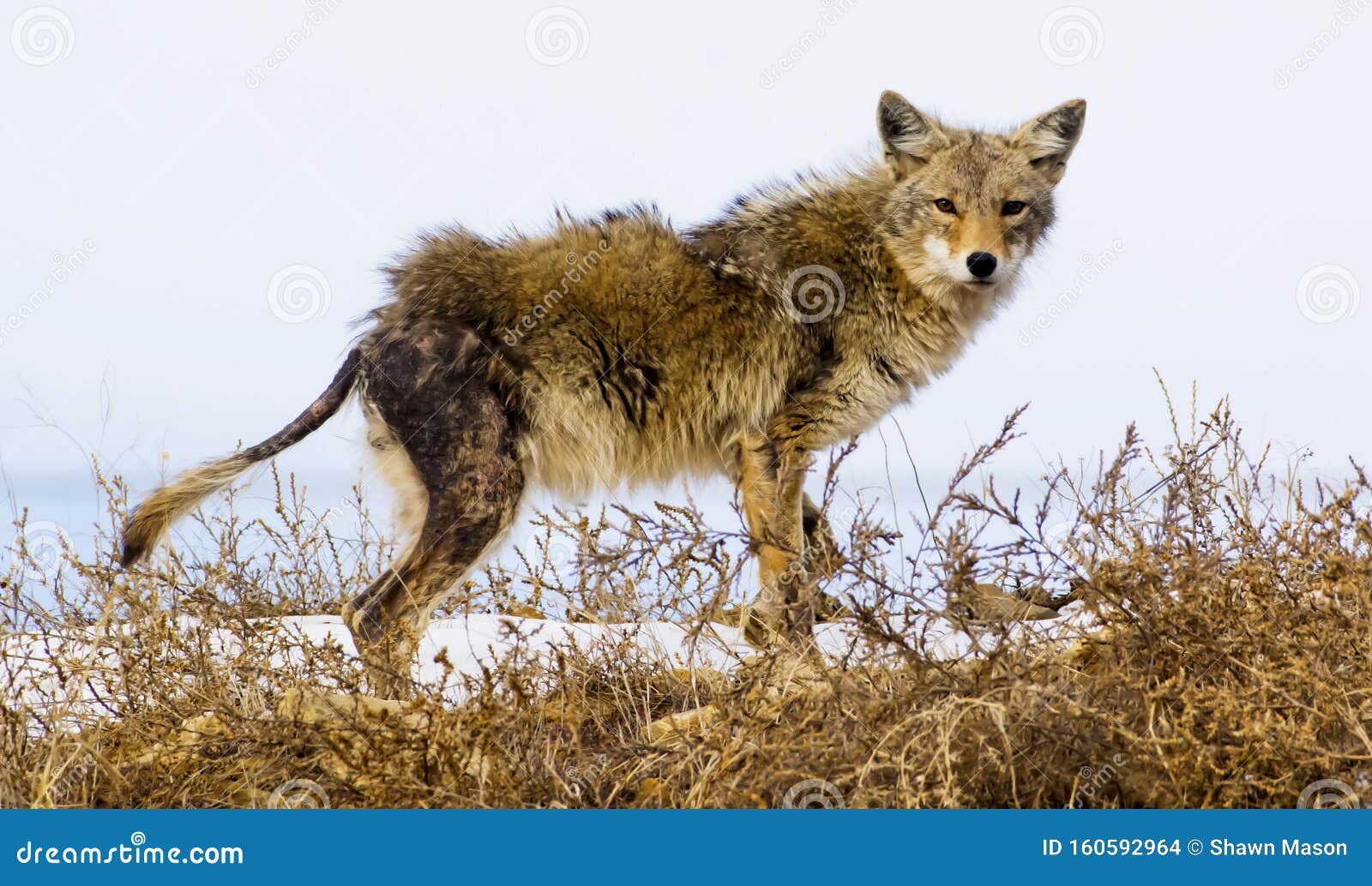 coyote suffers from mange, nature can seem cruel