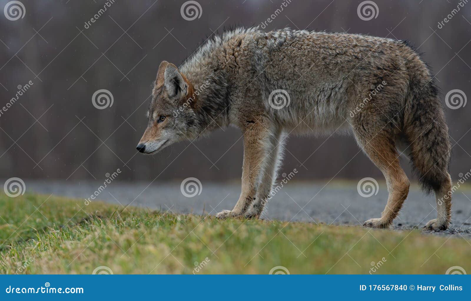 A Coyote in Winter in Banff Canada Stock Photo - Image of winter, wood