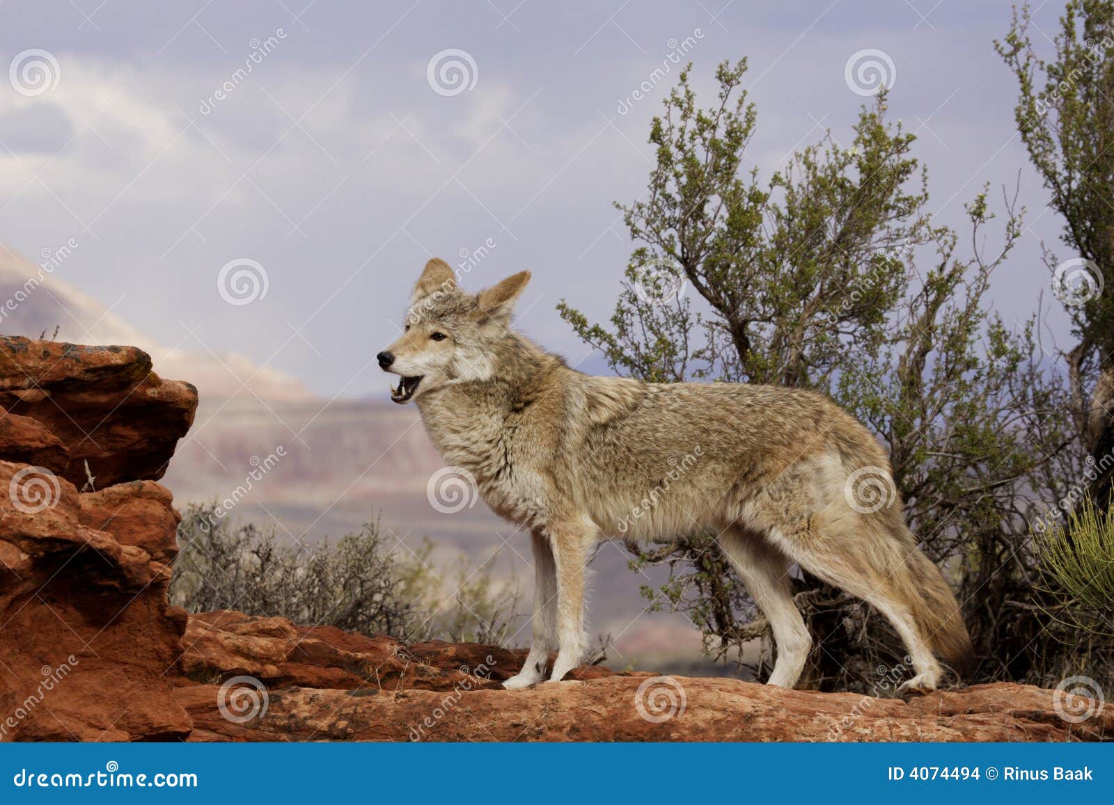 coyote yelping