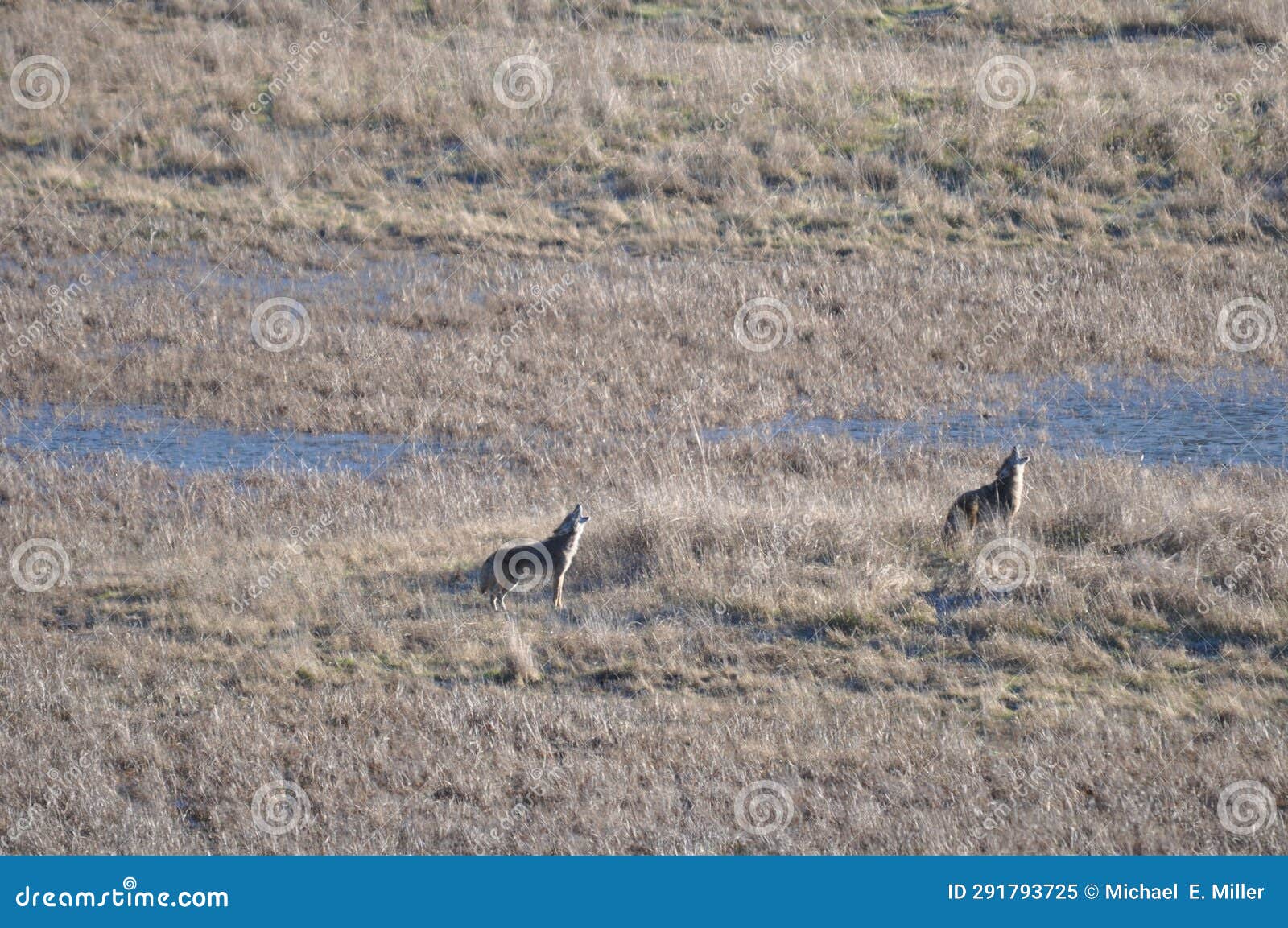 Coyotes Howling stock image. Image of hunting, predators - 291793725