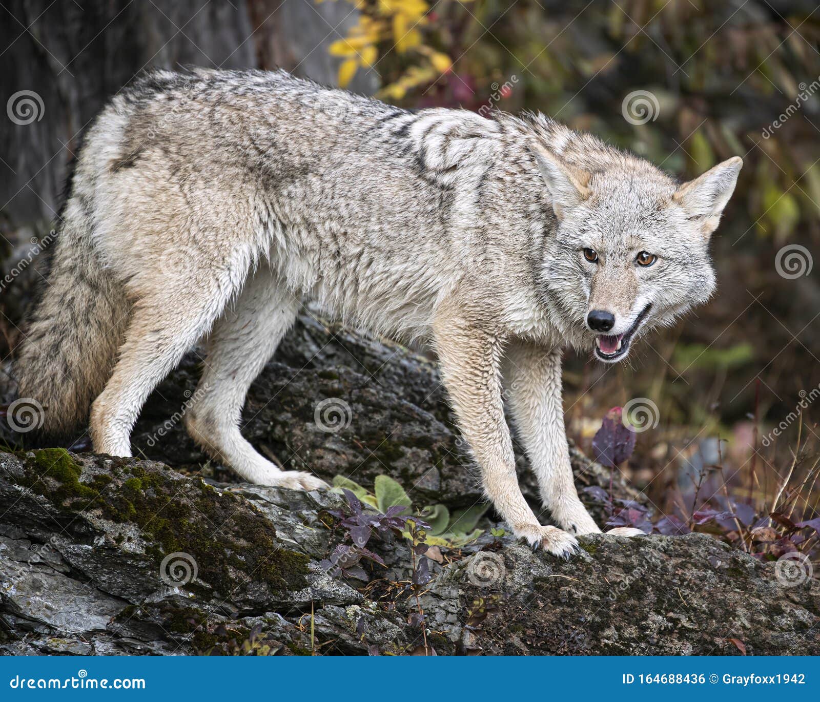 Coyote in Fall Colors in Montana, USA Stock Photo Image of hunter