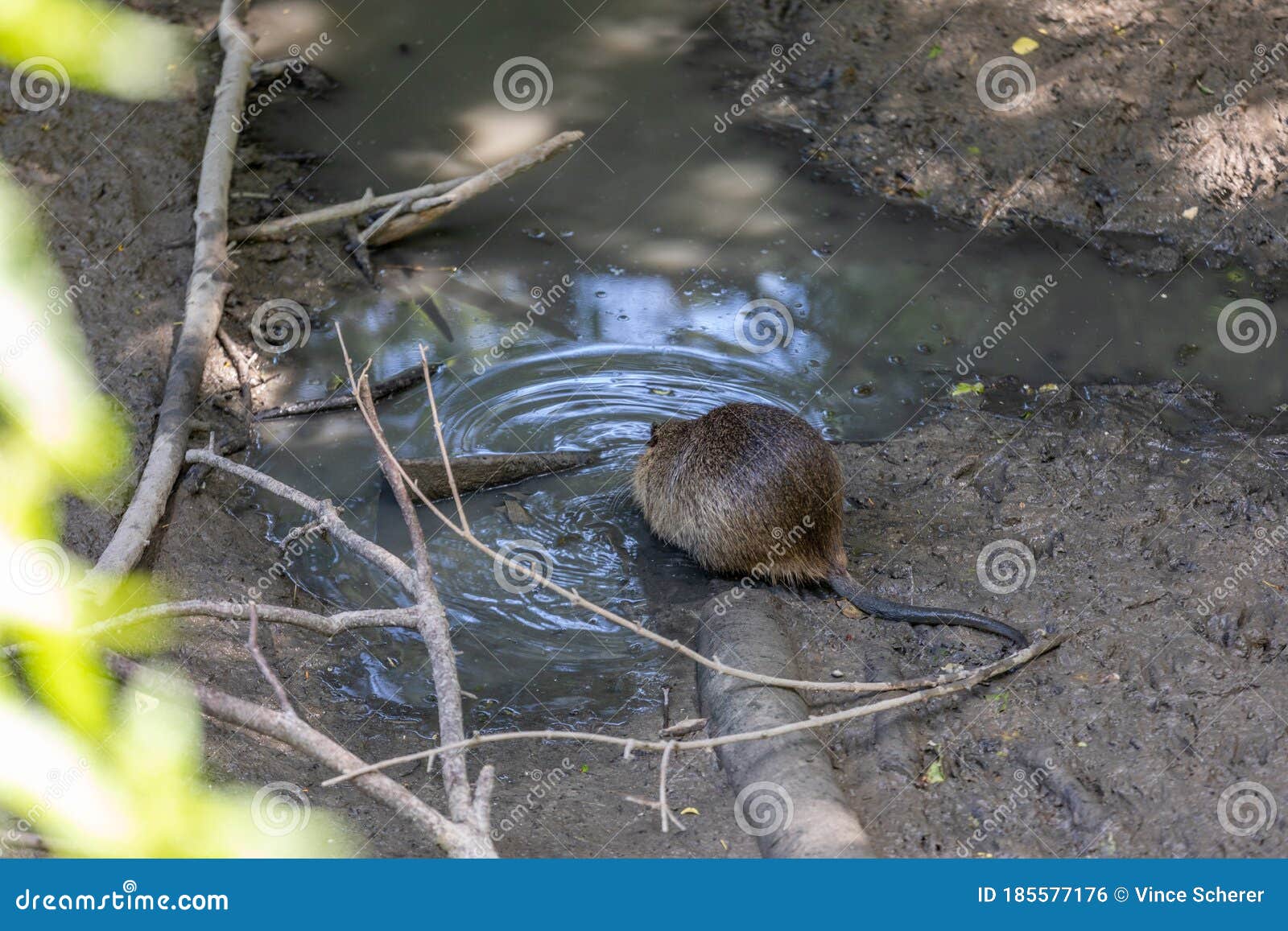 Coypu , Also Known As the River Rat or Nutria Stock Photo Image of