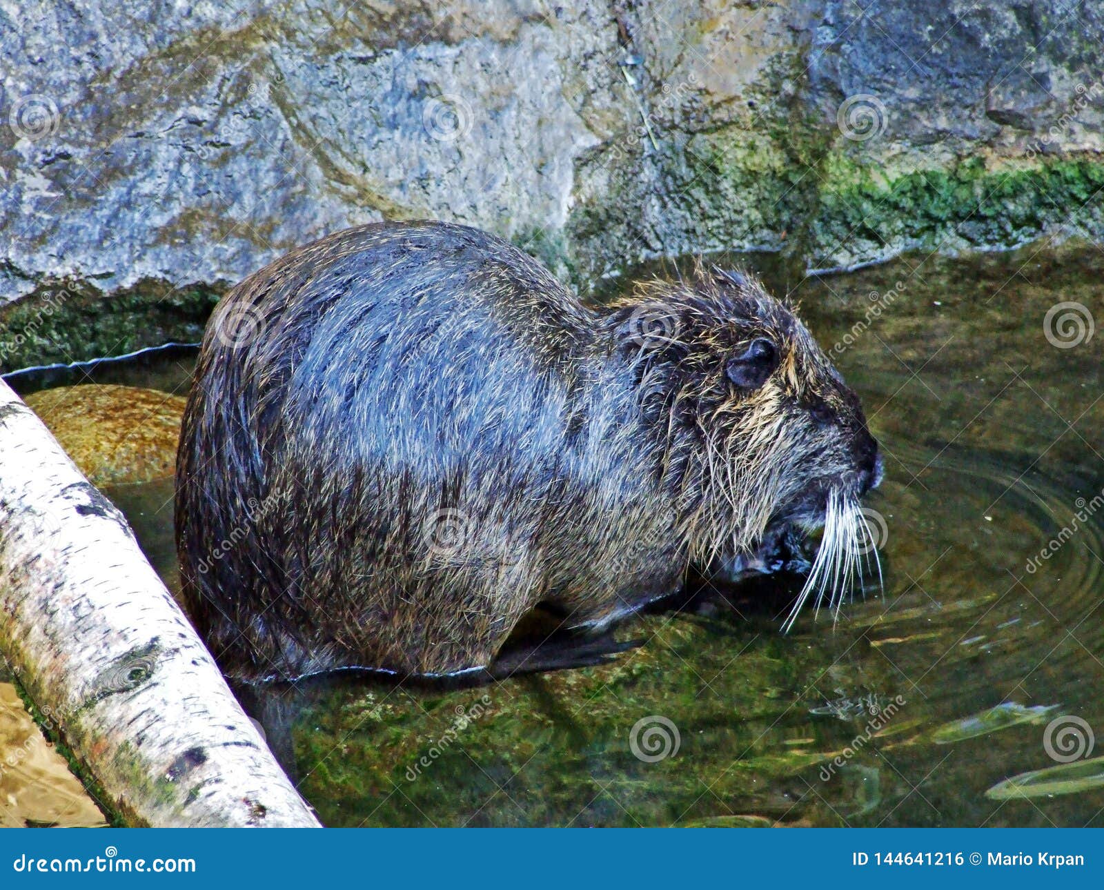 the coypu myocastor coypus, die nutria, biberratte, sumpfbiber, schweifbiber or schweifratte, abenteurland walter zoo