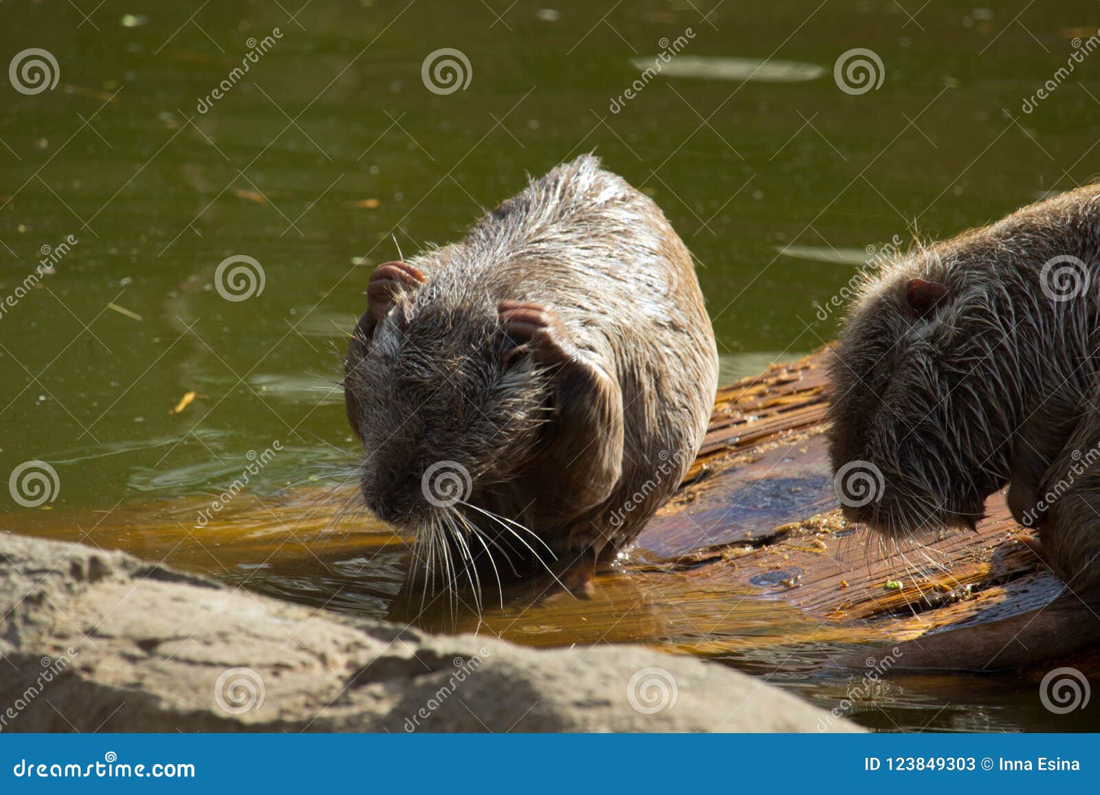 nutria itch treatment nutria itch treatment