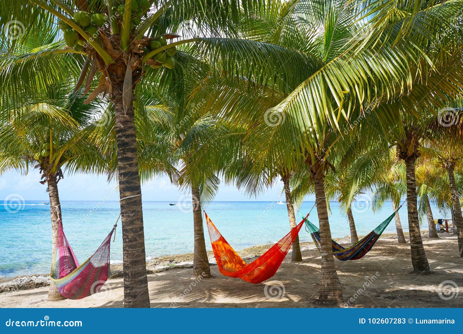 cozumel island beach palm tree hammocks