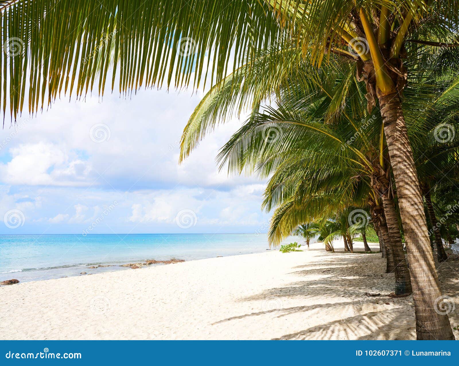 cozumel island beach riviera maya mexico