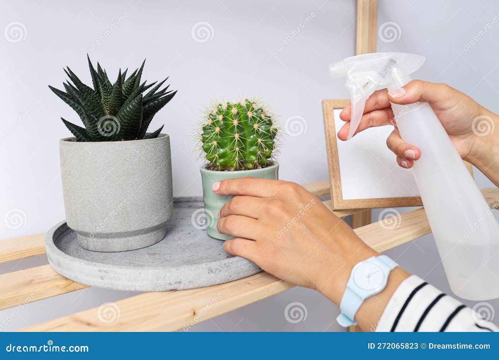 Cozy Hobby Growing Indoor Plants at Home Stock Image Image of